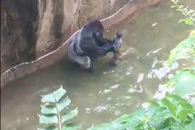 Gorillas and sin make bad pets